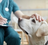 Biopsia per esame Citologico o Istologico nel cane e nel gatto, di che si tratta?